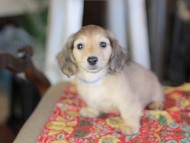 Kaninchen_Dachshund-_8633
