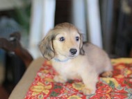 Kaninchen_Dachshund-_8634