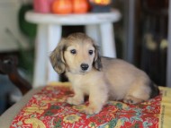 Kaninchen_Dachshund-_8641