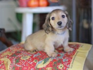 Kaninchen_Dachshund-_8647