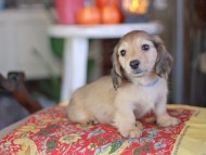 Kaninchen_Dachshund-_8648