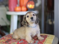 Kaninchen_Dachshund-_8650