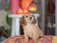 Kaninchen_Dachshund-_8662