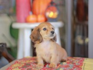 Kaninchen_Dachshund-_8663