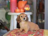 Kaninchen_Dachshund-_8668