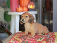 Kaninchen_Dachshund-_8673 Kaninchen_Dachshund-_8673
