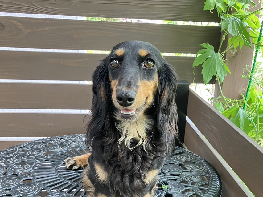 レイコ お友達の犬舎の犬