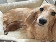 Kaninchen_Dachshund0