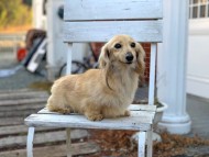 Kaninchen_Dachshund00