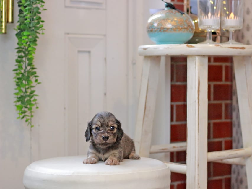 カニンヘンダックスフンド しらたま&竹千代の子犬 イエロー（クリーム） 男の子（1）