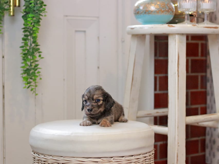 カニンヘンダックスフンド しらたま&竹千代の子犬 イエロー（クリーム） 男の子（1）