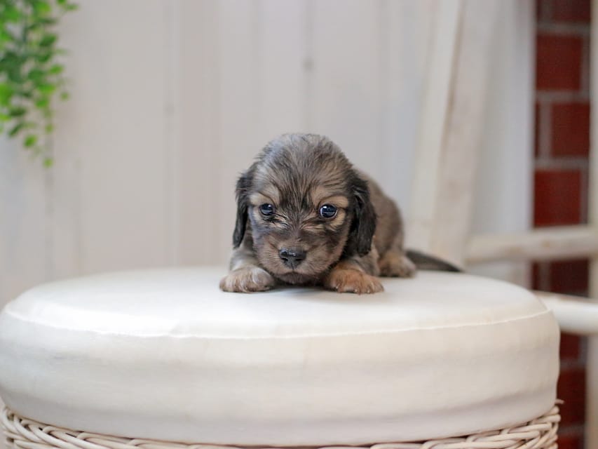 カニンヘンダックスフンド しらたま&竹千代の子犬 イエロー（クリーム） 男の子（1）