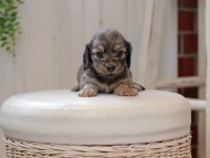 Kaninchen_Dachshund0020 Kaninchen_Dachshund0020