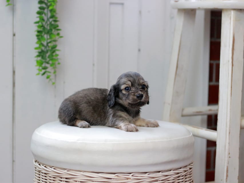 カニンヘンダックスフンド しらたま&竹千代の子犬 イエロー（クリーム） 男の子（1）