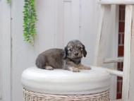 Kaninchen_Dachshund0033 Kaninchen_Dachshund0033