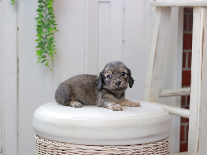 カニンヘンダックスフンド しらたま&竹千代の子犬 イエロー（クリーム） 男の子（1）