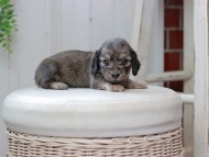 Kaninchen_Dachshund0039 Kaninchen_Dachshund0039