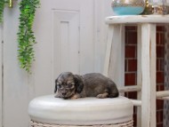 Kaninchen_Dachshund0048 Kaninchen_Dachshund0048