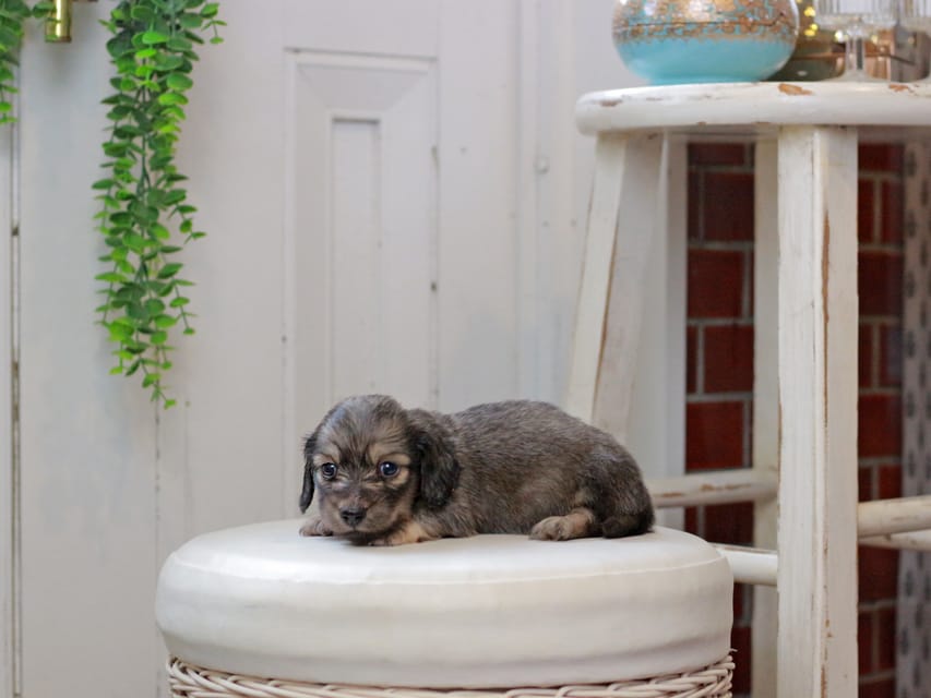 カニンヘンダックスフンド しらたま&竹千代の子犬 イエロー（クリーム） 男の子（1）