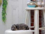 Kaninchen_Dachshund0052 Kaninchen_Dachshund0052