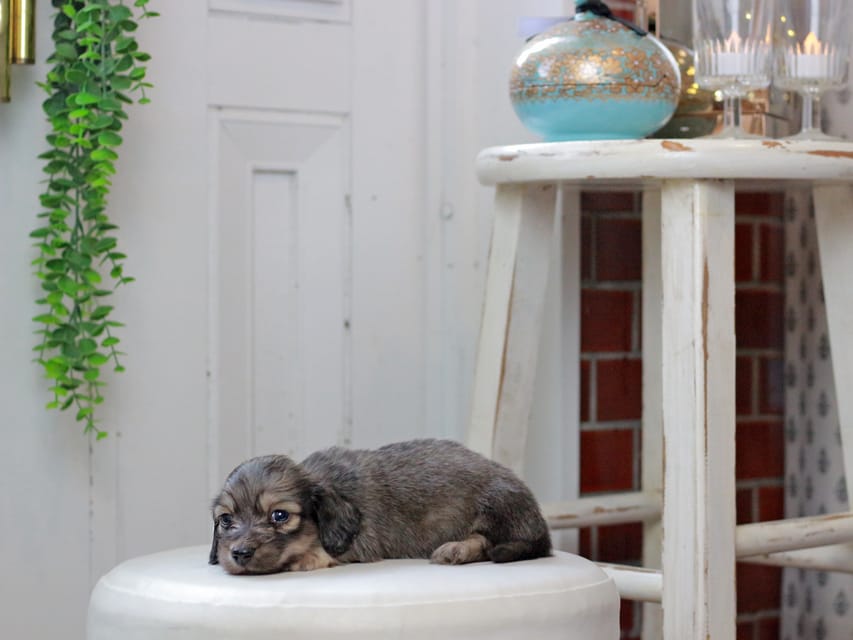 カニンヘンダックスフンド しらたま&竹千代の子犬 イエロー（クリーム） 男の子（1）