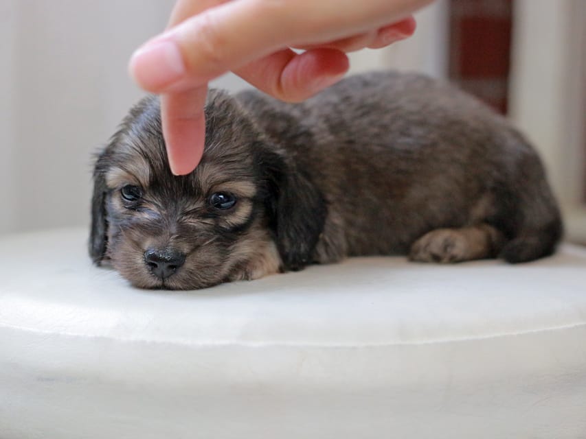 カニンヘンダックスフンド しらたま&竹千代の子犬 イエロー（クリーム） 男の子（1）