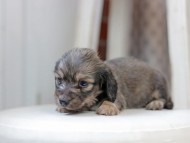 Kaninchen_Dachshund0060 Kaninchen_Dachshund0060