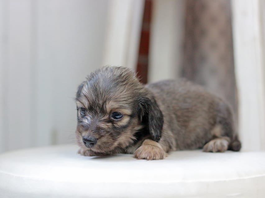 カニンヘンダックスフンド しらたま&竹千代の子犬 イエロー（クリーム） 男の子（1）