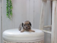 Kaninchen_Dachshund0077