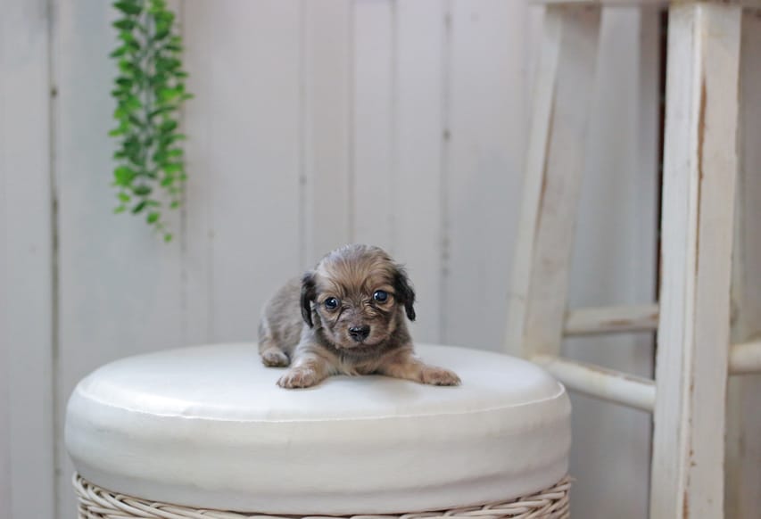 カニンヘンダックスフンド しらたま&竹千代の子犬 イエロー（クリーム） 男の子（2）