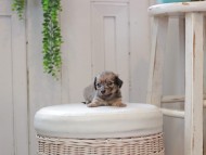 Kaninchen_Dachshund0093