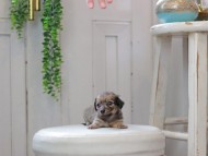 Kaninchen_Dachshund0095