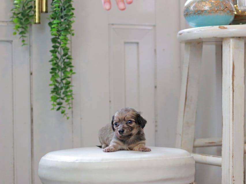 カニンヘンダックスフンド しらたま&竹千代の子犬 イエロー（クリーム） 男の子（2）