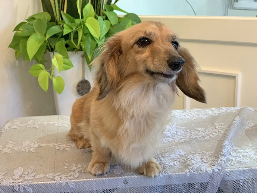 カニンヘンダックスフンド 勇退犬 里親募集 シエラ