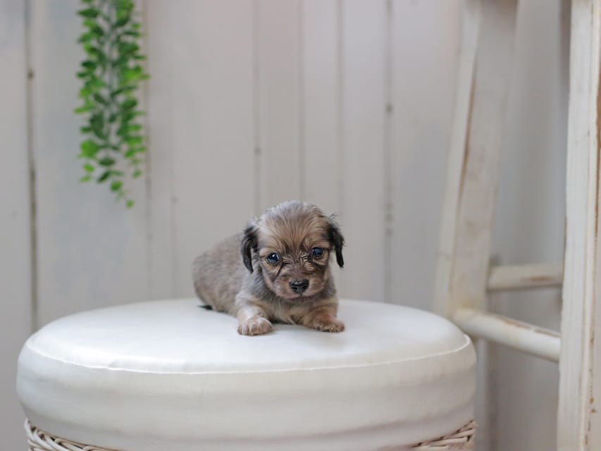 カニンヘンダックスフンド しらたま&竹千代の子犬 イエロー（クリーム） 男の子（2）