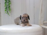 Kaninchen_Dachshund0118