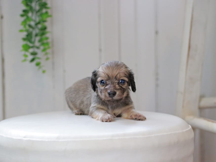 カニンヘンダックスフンド しらたま&竹千代の子犬 イエロー（クリーム） 男の子（2）