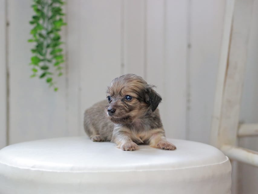 カニンヘンダックスフンド しらたま&竹千代の子犬 イエロー（クリーム） 男の子（2）