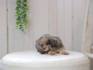 Kaninchen_Dachshund0121