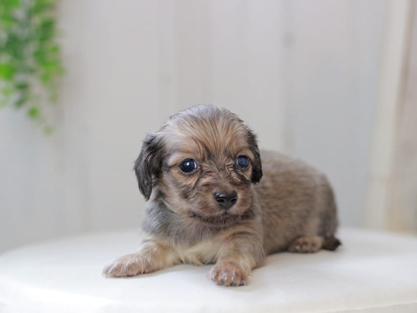 カニンヘンダックスフンド しらたま&竹千代の子犬 イエロー（クリーム） 男の子（2）