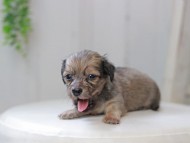 Kaninchen_Dachshund0163