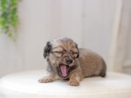 Kaninchen_Dachshund0164