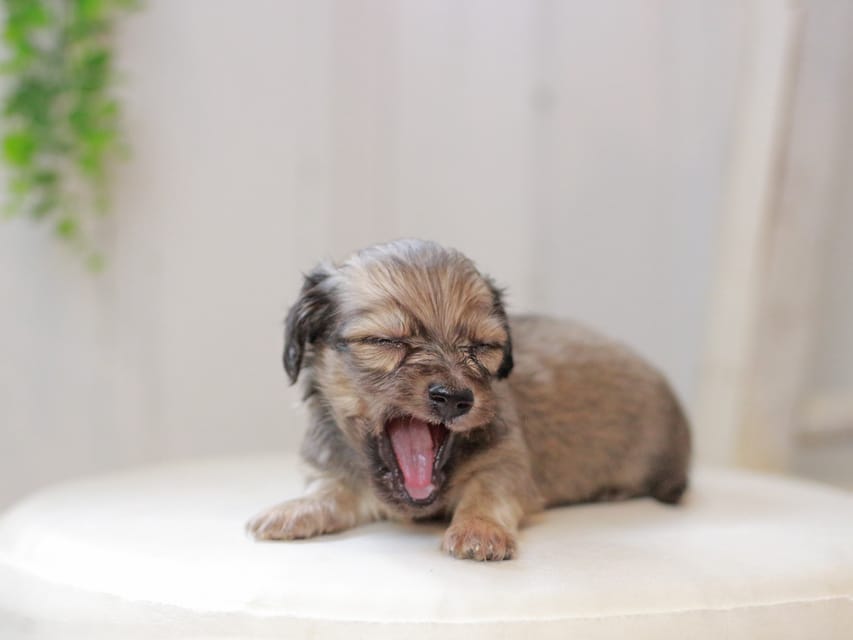 カニンヘンダックスフンド しらたま&竹千代の子犬 イエロー（クリーム） 男の子（2）