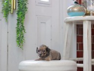 Kaninchen_Dachshund0168