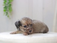 Kaninchen_Dachshund0177