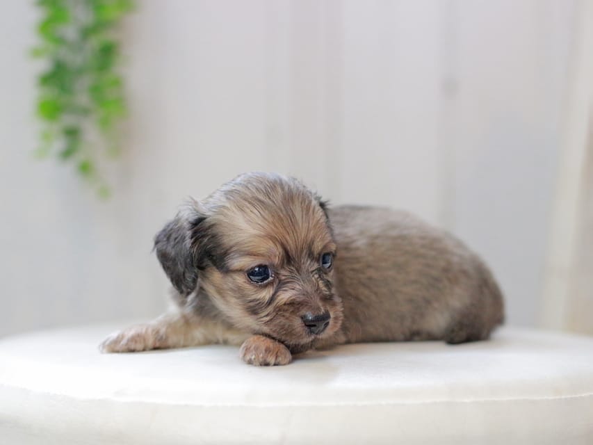 カニンヘンダックスフンド しらたま&竹千代の子犬 イエロー（クリーム） 男の子（2）