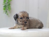 Kaninchen_Dachshund0180