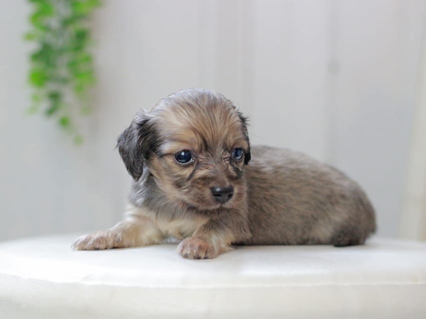 カニンヘンダックスフンド しらたま&竹千代の子犬 イエロー（クリーム） 男の子（2）