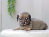 Kaninchen_Dachshund0182