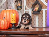 Kaninchen_Dachshund02.16.38-2